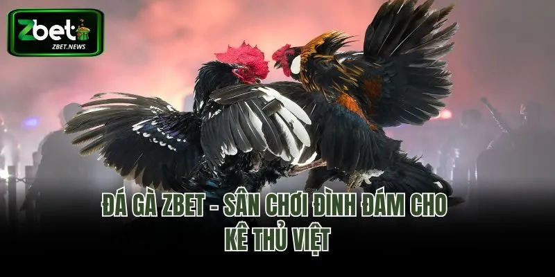 Đá gà Zbet - Sân chơi đình đám cho kê thủ Việt